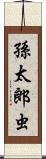 孫太郎虫 Scroll