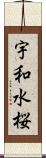 宇和水桜 Scroll