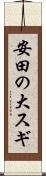 安田の大スギ Scroll