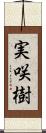 実咲樹 Scroll