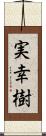 実幸樹 Scroll