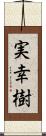 実幸樹 Scroll