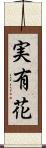 実有花 Scroll