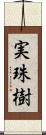 実珠樹 Scroll