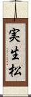 実生松 Scroll