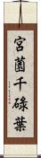 宮薗千碌葉 Scroll