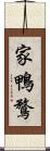 家鴨 Scroll