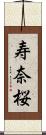 寿奈桜 Scroll