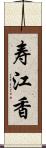 寿江香 Scroll