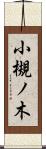 小槻ノ木 Scroll