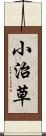 小治草 Scroll