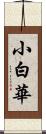 小白華 Scroll