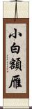 小白額雁 Scroll