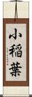 小稲葉 Scroll