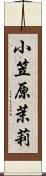 小笠原茉莉 Scroll