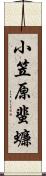 小笠原蜚蠊 Scroll