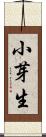 小芽生 Scroll