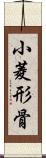 小菱形骨 Scroll