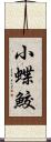 小蝶鮫 Scroll