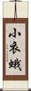 小衣蛾 Scroll