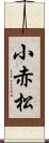 小赤松 Scroll