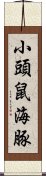 小頭鼠海豚 Scroll