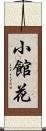 小館花 Scroll