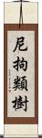 尼拘類樹 Scroll