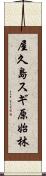 屋久島スギ原始林 Scroll