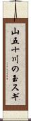 山五十川の玉スギ Scroll