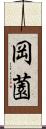 岡薗 Scroll