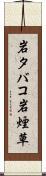 岩タバコ Scroll