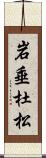 岩垂杜松 Scroll