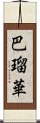 巴瑠華 Scroll