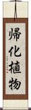 帰化植物 Scroll