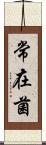 常在菌 Scroll
