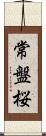 常盤桜 Scroll