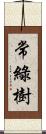 常綠樹 Scroll