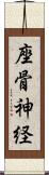 座骨神経 Scroll