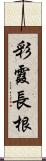 彩霞長根 Scroll