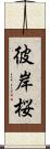 彼岸桜 Scroll