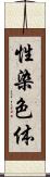 性染色体 Scroll
