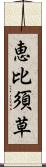 恵比須草 Scroll