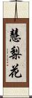 慧梨花 Scroll