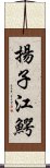 揚子江鰐 Scroll