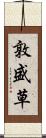 敦盛草 Scroll