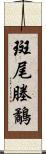 斑尾塍鷸 Scroll