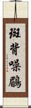 斑背噪鶥 Scroll