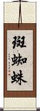 斑蜘蛛 Scroll