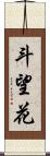 斗望花 Scroll